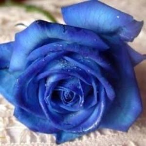 Meet your Posher, Sheree